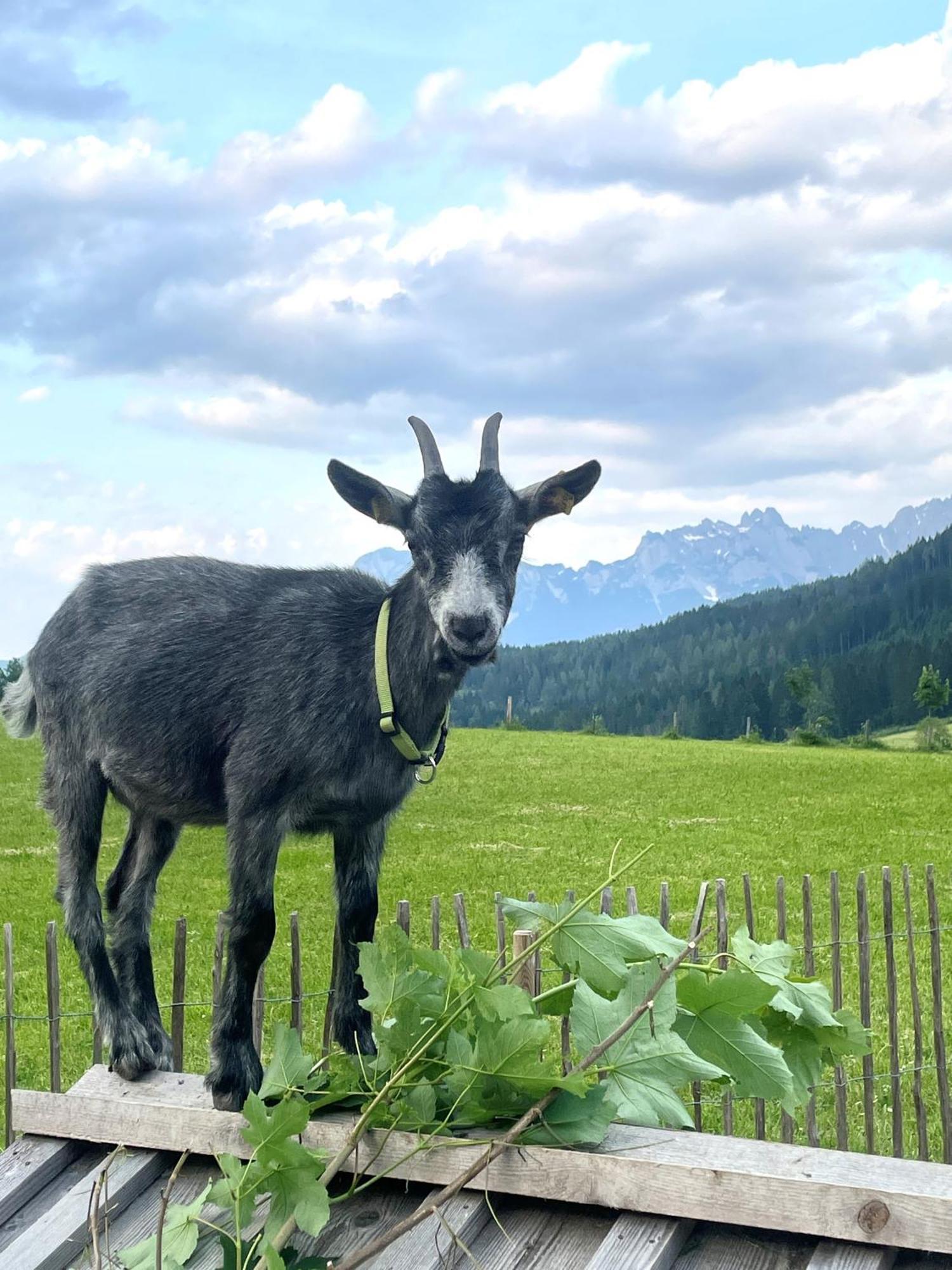 Wimmhof Appartement Sankt Martin am Tennengebirge Buitenkant foto